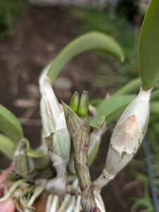 洋蘭原種カトレア C. walkeriana trilabelo ‘Caliman’ × ‘Tres Lagoas’ 初花蕾付き　①