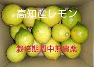 高知産レモン 約2.1kg 【若干斑点傷あり】栽培期間中無農薬