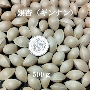 殻付き銀杏（ギンナン）　小粒品種500ｇ　もっちり美味しい　天然　農薬不使用 