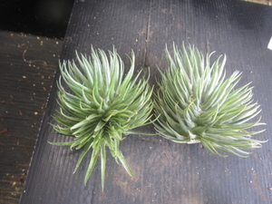 ＫＮ　ティランジア　ゲミニフローラ　‘スーパーフォーム‘（TILLANDSIA GEMINIFLORA `SUPER FORM`）　２株出品　　　　0.8Ｍ以下