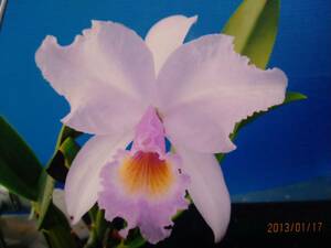 1洋蘭カトレア原種 c.schroederae Margareth Galaha (OG)