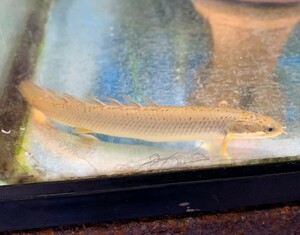 熱帯魚　ポリプテルス・セネガルス　Sサイズ　※雄雌のご指定不可　古代魚　大型魚