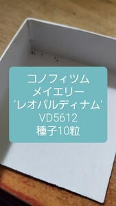 コノフィツム　メイエリー　‘レオパルディナム’ VD5612 種子10粒