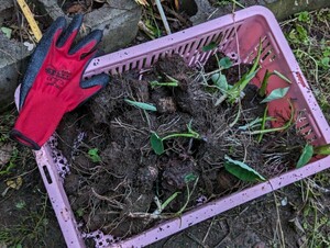 送料無料■里芋 さといも 発芽済みの種 苗 箱へ満杯　10株位（多少前後）山盛り！強健個体　成長旺盛 品種は どたれ セレベス 混在