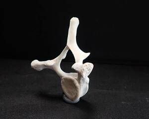 K0036-8T2★ハナゴンドウ 左右肋骨・胸椎セット 骨格標本★【骨　骨格　科学 自由研究 生物 標本 インテリア 】
