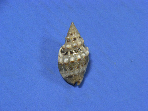 貝の標本 Enaeta cumingii 31.1mm.Mexico.