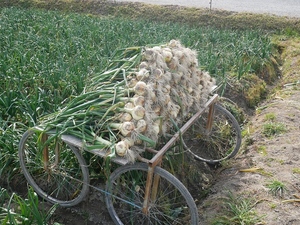 食べごたえ抜群！淡路島の新鮮玉ねぎ 美味しさ満点 3kg