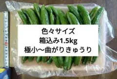 色々きゅうり 箱込み1.5kg