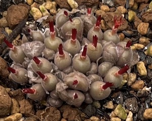 コノフィツム　Conophytum pubicalyx MG1448.7 ①