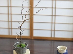 桜盆栽 湖上の舞桜 ミニ盆栽 盆栽 bonsai 満開 お花見 ボンサイ 鉢植え 桜 sakura さくら 盆栽妙 専門店