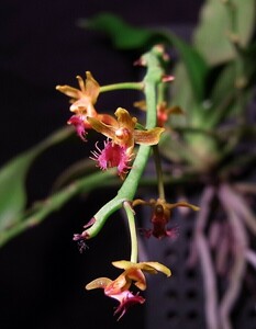 ☆◆【洋蘭原種】◆☆ Phal. difformis (JP/Select) 開花株・花茎付