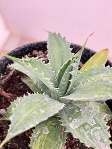 9528 「多肉植物」アガベ キャメロンブルー 斑入り【発根・Agave potatorum “Cameron Blue”】