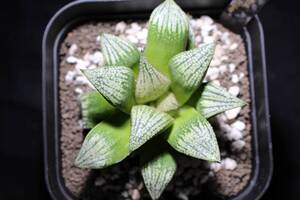 パンドラ×舞い姫　Haworthia　ハオルチア　赤タグ