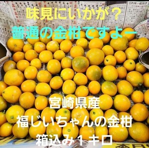 ●味見にいかが？普通の金柑！宮崎県産　農薬不使用　福じいちゃんの金柑　箱込み約１キロ②