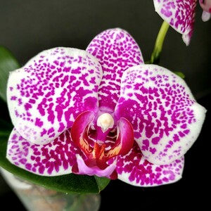 Phal. I-Hsin Sun Beauty 