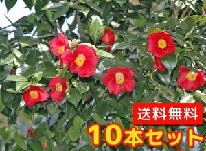 ヤブツバキ 樹高0.5m前後 10.5cmポット （10本セット）（送料無料） 苗 植木 苗木 庭