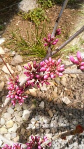 花ずおう　種　30粒