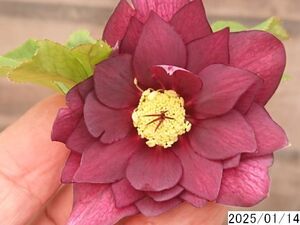 花1ガク0蕾1 開花株3.5号 小野寺園芸生産 多弁ダブル クリスマスローズ0114021