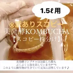 半永久的に作れます※訳ありスコビー　コンブチャ1.5L用　紅茶きのこ　腸活