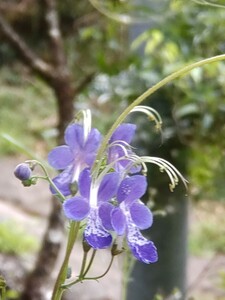 カリガネソウ　種30粒