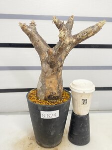 8824 「塊根植物」パキポディウム エニグマティクム 植え【発根・Pachypodium enigmaticum・多肉植物】