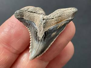 サメ 歯 化石 カマヒレザメ [HE75] サメの歯 鮫の歯 鮫 牙