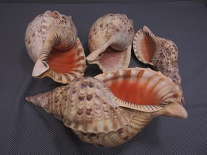 ◇　法螺貝　ほらがい　貝殻　標本　まとめて4個　35cm～24cm◇10