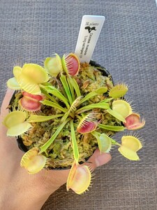 食虫植物 Dionaea muscipula long red fingers CP ハエトリソウ