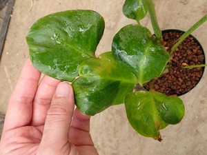 モンステラ　デリシオーサ　池田黄斑(Monstera deliciosa IKEDA Yellow )