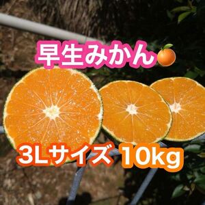 熊本県産！早生みかん3Lサイズ　10kg(送料無料)