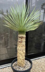 ユッカ ロストラータ Yucca rostrata 太株