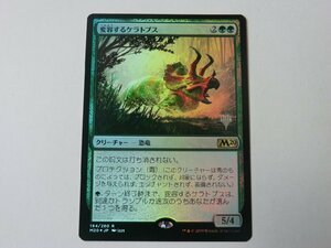 MTG プレイド 【変容するケラトプス（プロモスタンプFOIL）】 （レア） 基本セット2020 M20 日 1枚迄