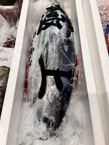 【厳選仕入】カツオ 1尾（約3-4kg）千葉県産 かつお 鰹 刺身 たたき 揚げたたき ぬた 漬け 塩切り