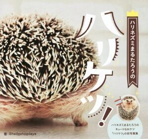 写真集 ハリネズミまるたろうのハリケツ！/@hedgehogdays(著者)