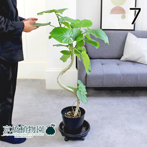 【現品】フィカス・ウンベラータ 曲がり 7号 黒鉢（7）Ficus umbellata