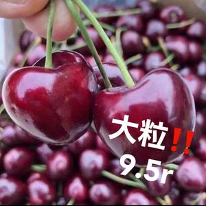 大粒9.5r アメリカンチェリー　チェリー　さくらんぼ　厘子 たっぷり2kg