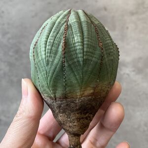 【B6825】★超巨大8cm株！！【SS級！極上特選大株！！】ユーフォルビア オベサ Euphorbia obesa ( 検索 アガベ 多肉植物 )