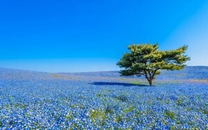 国営ひたち海浜公園 春のみはらしの丘 ネモフィラ 絵画風 壁紙ポスター ワイド版 603×376mm はがせるシール式 001W2