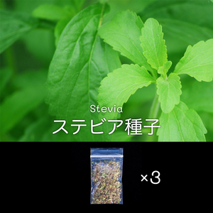 x3 ステビア種子 0.5g 自家製・無農薬 Stevia rebaudiana ステビア・レバウディアナ キャンディリーフ スイートリーフ シュガーリーフ