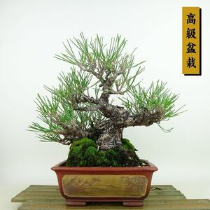 盆栽 松 黒松 樹高 約23cm くろまつ 高級盆栽 Pinus thunbergii クロマツ マツ科 常緑針葉樹 観賞用 現品