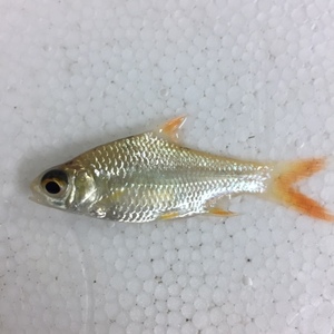 ★即決★ゴールデンレッドフィンバルブ ±8-10cm 熱帯魚 コイ