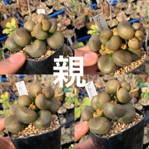 04 Adromischus marianiae blousianus ? アドロミスクス マリアニアエ ブロウシアヌス？（塊根植物 コーデックス ）