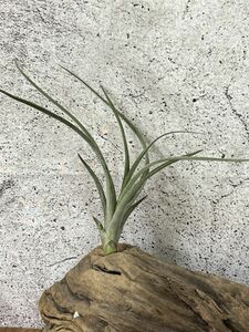 【Frontier Plants】【現品】チランジア・スプリングフロスト T. Spring Frost(schiedeana x caput-medusae)エアプランツ ブロメリア