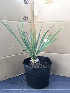 ユッカ・ロストラータ　根上がり　2　Yucca rostrata