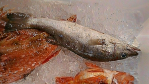 （魚）青森産鮮魚混み魚5.0k盛りだくさん4480円即決