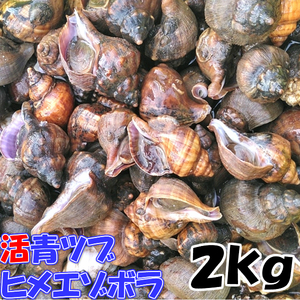 青ツブ貝 青つぶ貝 宮城県産 「ヒメエゾボラ ２kg」 送料無料 漁師直送品 生出荷 お刺身 甘煮 焼いたりと美味です。唾液腺を除去必須