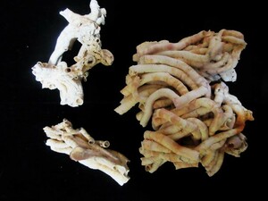 Peteloconchus glomeratus1758貝殻貝殻貝標本カニ図鑑オブジェ骨格骨董ウニサメ化学術標本美術モチーフアクアリウムかわいい熱帯魚剥製昆虫
