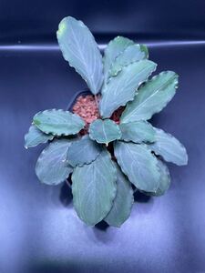 Bucephalandra sp. “Pearl gray” TB便 ブセファランドラ