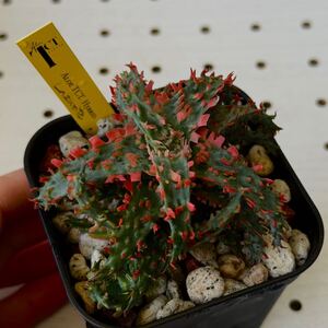 タグ付き　TCT アロエ Lazurite 子株付き　多肉植物 Aloe hybrid 