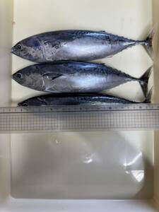 超お得14キロ スボタ 大物釣り 餌 ヒラソウダカツオ １キロ３匹×１４=１４キロ４２匹 メジカ 鮮魚物冷凍 エサ クエ ハタ 底物 青物 マグロ